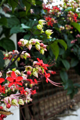 closeup of blooming clerodendrum umbellatum flowers in the garden