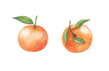 Oranges painted in watercolor isolated on a white background.