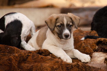 Abandoned puppy in leather factory in Marrakesh, Morocco