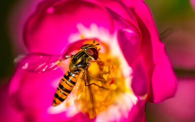 Bienen sammeln Nektar im Garten © Baber