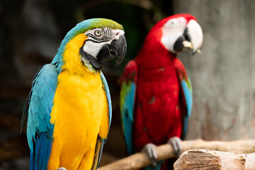 Macaw is a bird that is popular as a pet because it has beautiful colors and can be trained to speak.
