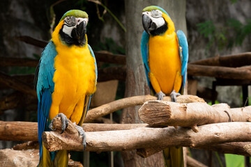 Macaw is a bird that is popular as a pet because it has beautiful colors and can be trained to speak.