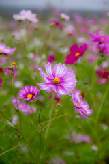 Obraz premium 奈良法起寺のコスモス