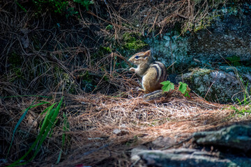 Chipmunk on the ground
