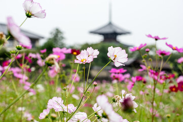 奈良法起寺のコスモス