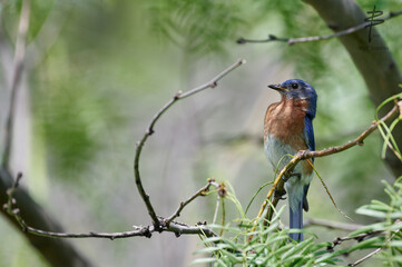 Bluebird in shade