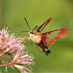 Pollinators are Precious Butterfly Moth