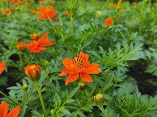 Cosmos sulphureus or sulfur kenikir blooms on a blurred background