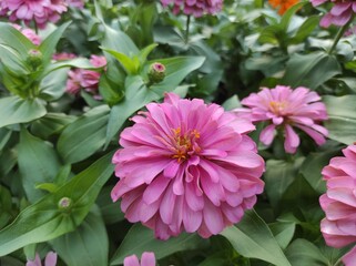 Fototapeta premium Common Zinnia or Zinnia elegans is one of the most famous flowering annuals of the genus Zinia