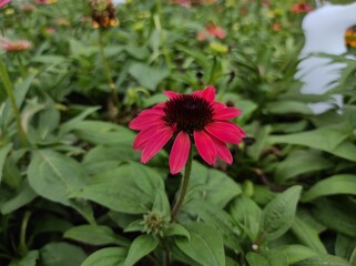 Echinacea or coneflower is a genus of flowering and herbaceous plants belonging to the family...
