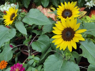 Helianthus annuus or sunflower is an annual plant from the kenikir-kenikir tribe, the flower heads are large and yellow.