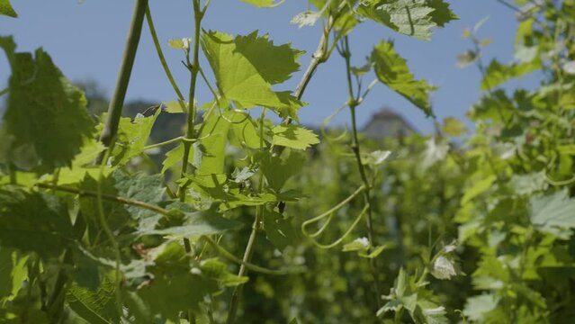 Weingut - Nahaufnahmen der Weinst&ouml;cke
