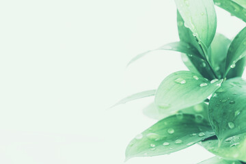 植物　葉　グリーン　水滴　背景　フレーム　ナチュラル