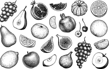 Fruits ink sketches. - 529829109
