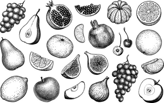 Fruits ink sketches.