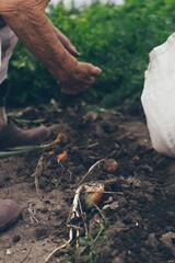 Old woman harvests onions in garden