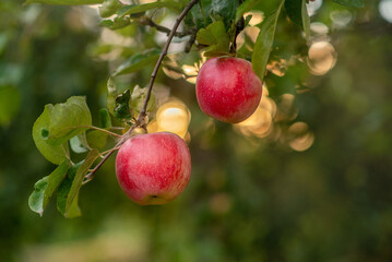 red apples on the tree