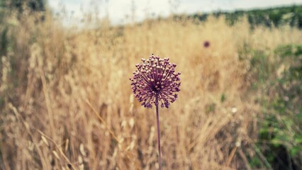 Purple wild leek growing on a field against a blurred background