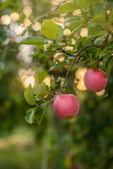 red apples on the tree