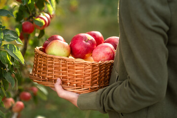 red apples in a basket