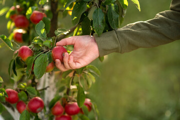 red apple in the hand
