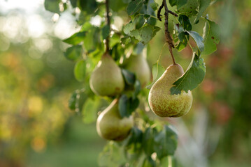 green pears on the tree