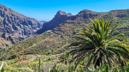 Palm tree with scenic view on narrow winding mountain road to remote village Masca, Teno mountain massif, Tenerife, Canary Islands, Spain, Europe. Massive steep rock formation Roque de la Fortaleza