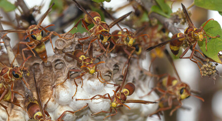 a swam of adult wasps showing a threat display defending their nest from intruders; wasp nest attached to a branch of a tree; wasps from Sri Lanka
