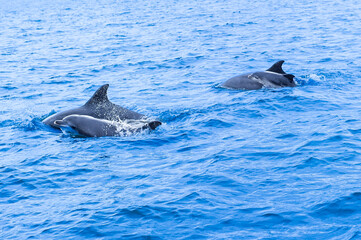 Fototapeta premium Dolphin family swims in the ocean. Kilrush ,Ireland.