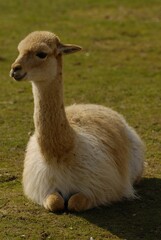 Fototapeta premium Cute, brown lama sitting on a meadow, vertical