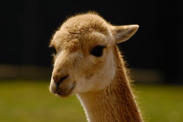 Fototapeta premium Cute, brown baby lama in outdoors, close-up