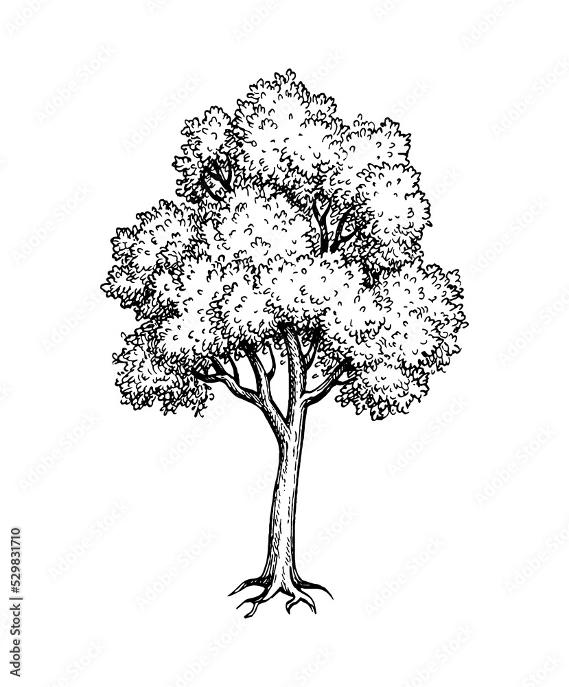 Canvas Prints maple tree ink sketch.