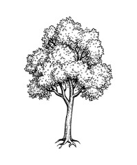 Maple tree ink sketch.