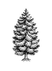 Norway Spruce ink sketch.