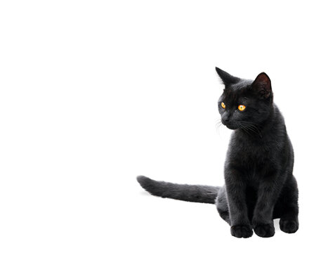Black sitting kitten with head turned to the side isolated on white