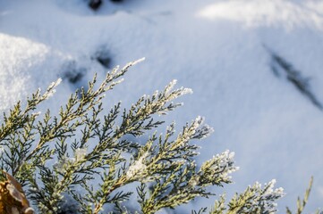 Evergreen coniferous plant Thuja on white snowy background, ..co
