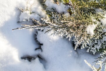 Evergreen coniferous plant Thuja on white snowy background, ..co