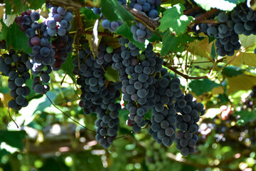 長野県塩尻市　収穫間近の美味しそうなブドウ