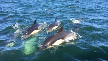 Obraz premium Groupe de dauphins qui saute