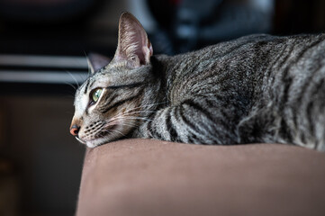 Tabby Cat Looking out of the Window while relaxing at home