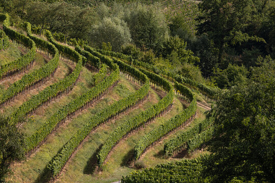 Terrassenf&ouml;rmiger Weinanbau aus Vogelperspektive im Kastanienbusch, S&uuml;dpfalt, Germany