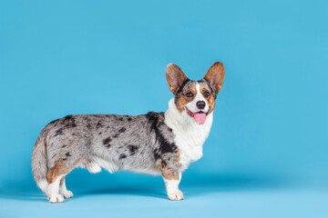 Beautiful Welsh Corgi Cardigan dog standing in profile and looking right to the camera, tongue out. Blue background, studio, copy space. Rare Merle color, different spots on body. Copy space.