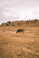 cow grazing in the field
