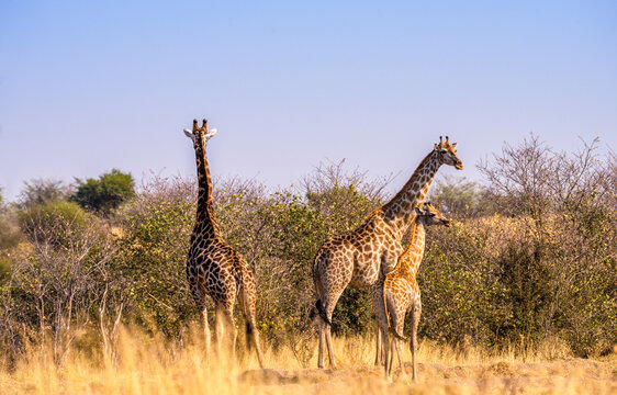 Giraffes, Savuti, Botswana