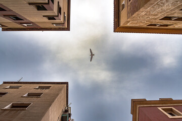 Häuser mit Himmel und Möwe im Künstlerviertel La Barceloneta in Barcelona / Spanien