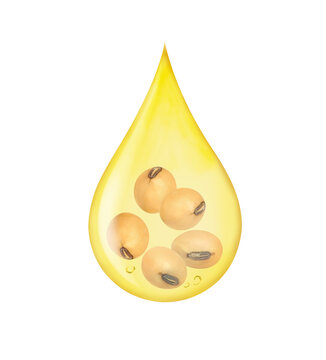 Soybean oil with soy bean in oil drop isolated on white background with clipping path.