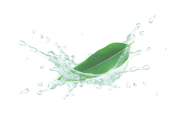 Eucalyptus essential oil splash with fresh leaf isolated on white background.