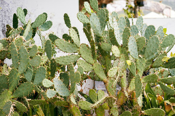 Green huge prickly pear bush near the building. High quality photo