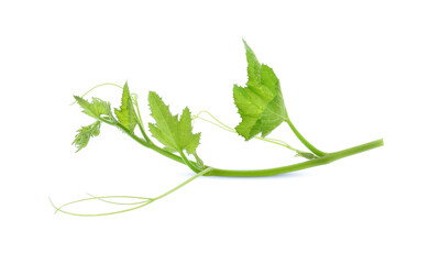 Pumpkin green leaf isolated on white background