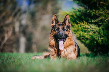 German shepherd longhaired dog posing outside. Show dog in natural park.	